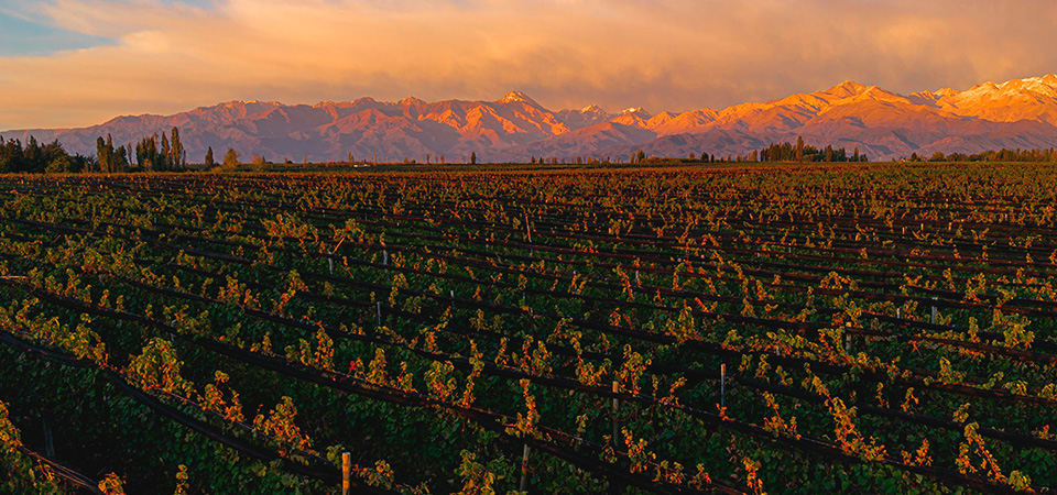 Bodega Aleanna - Enemigo Wines