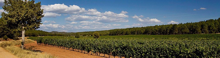 Bodegas Clunia